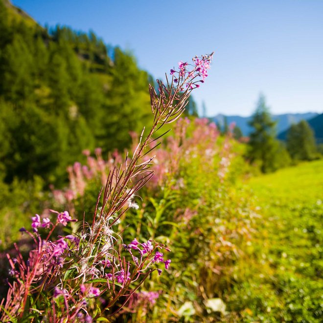 Samnaun: wandern im Sommer Samnaun: wandern im Sommer